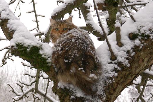 Sibirische Katze Spirit of New Hevens Elisha